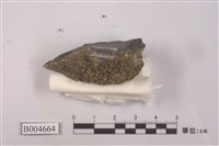 藏品(殼狀地衣)的圖片